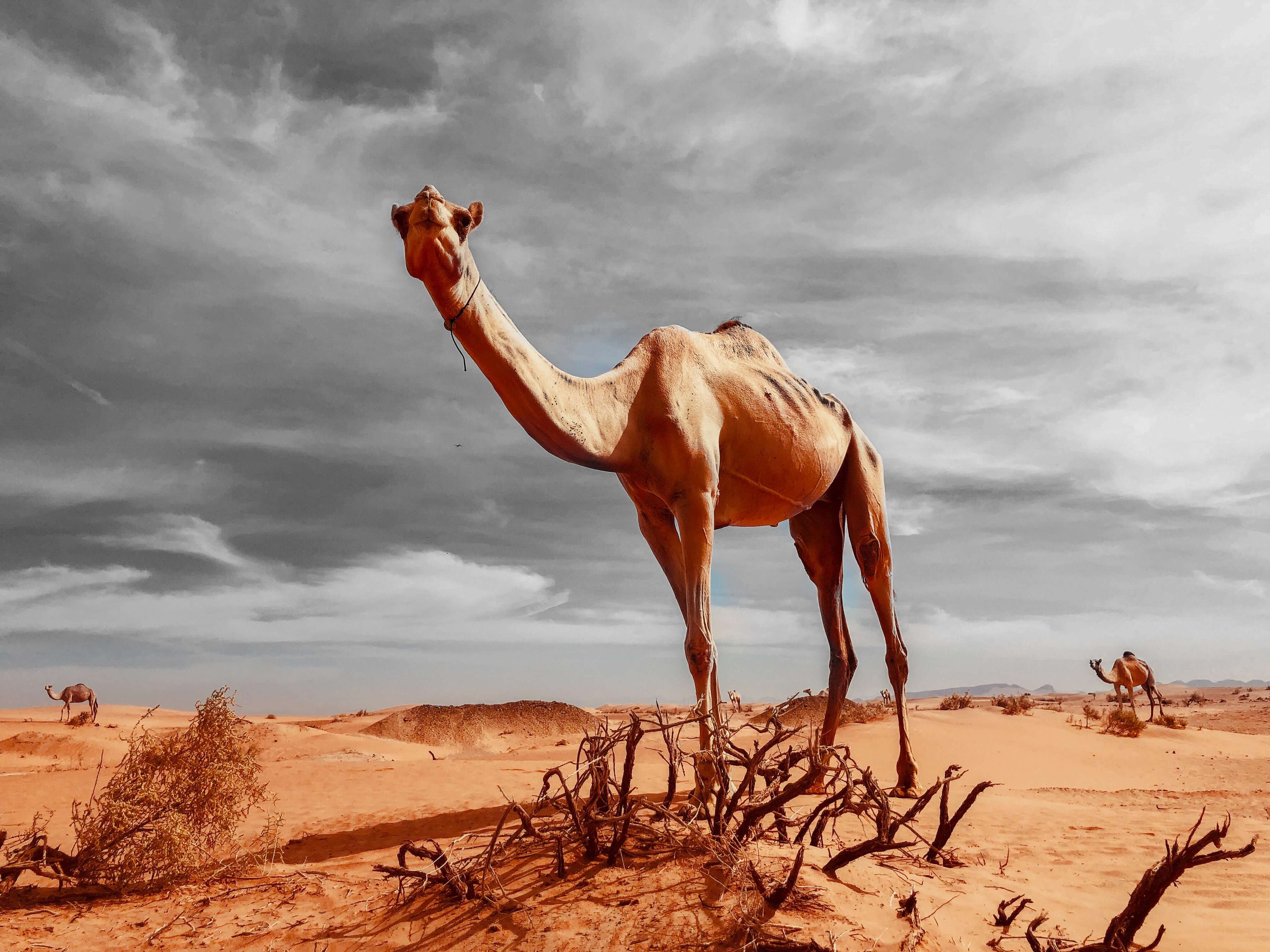 Natural skincare and wellness supplements in UAE