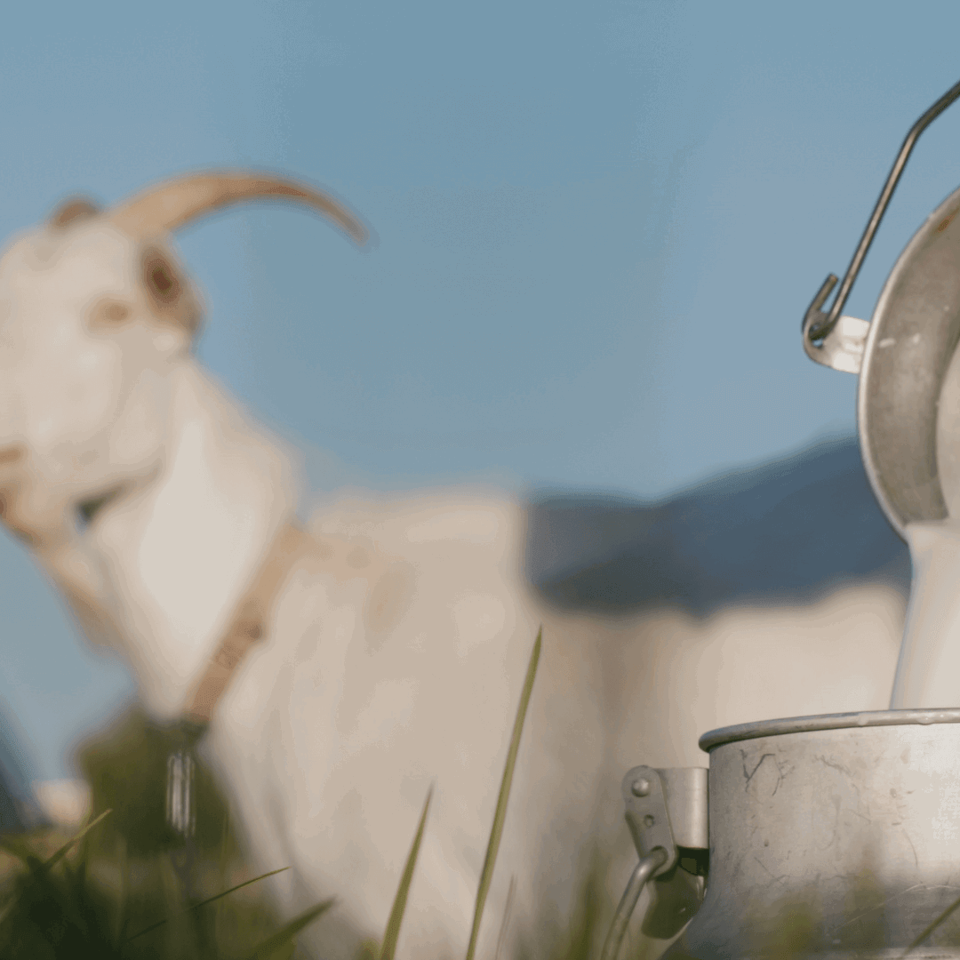 Goat grazing in a field with a metal got milk can in the foreground to show miara essence goat milk natural soap